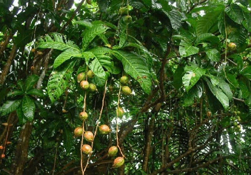 hoa lộc vừng ảnh 3