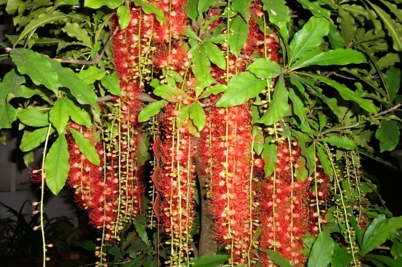 hoa lộc vừng ảnh 4