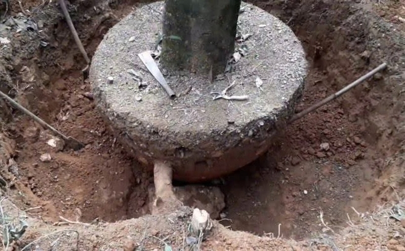 hoa lộc vừng ảnh 6
