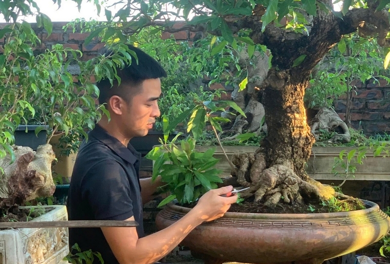 hoa lộc vừng ảnh 7