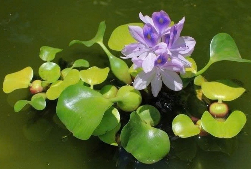 hoa lục bình ảnh 2