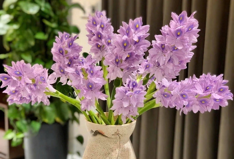hoa lục bình ảnh 3