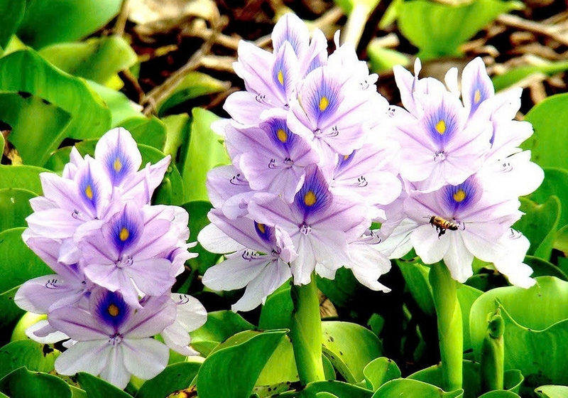 hoa lục bình ảnh 5