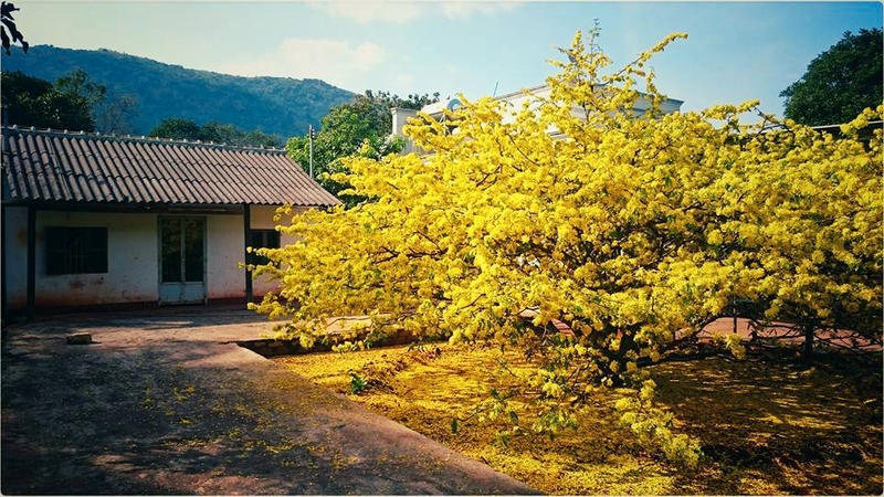 nguon goc hoa mai