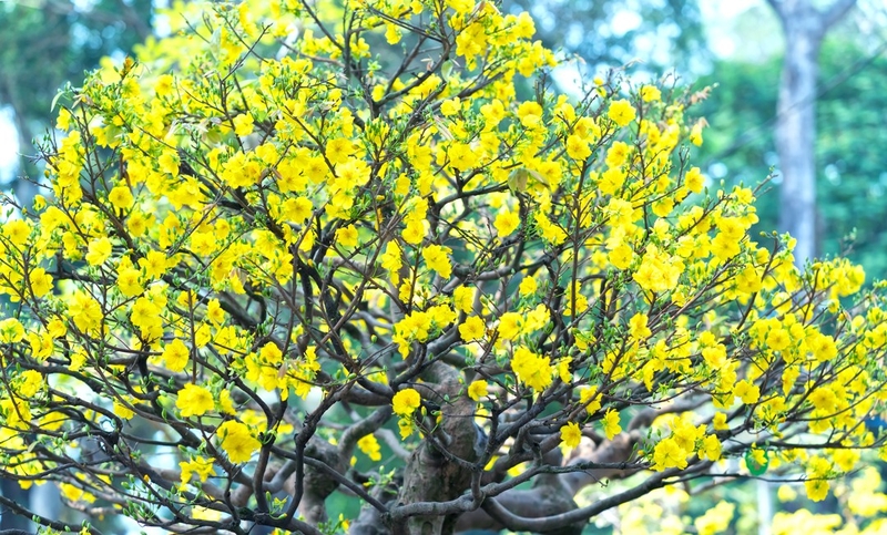dac diem cay hoa mai