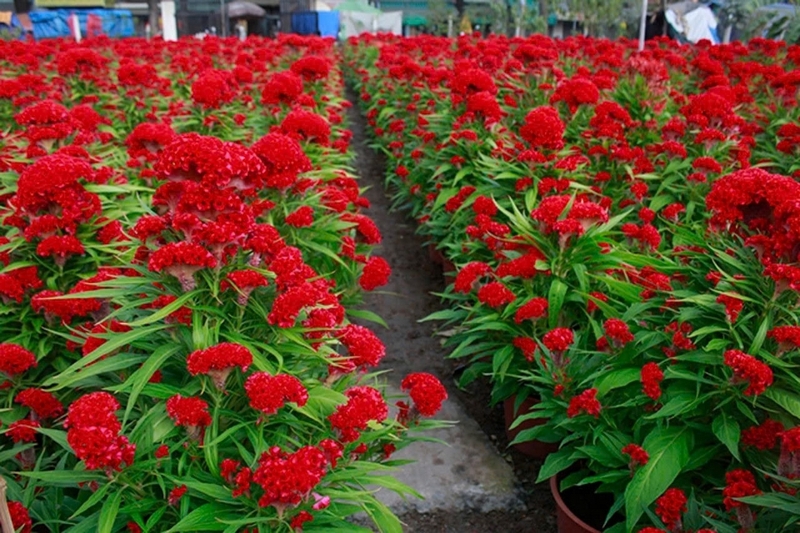 hoa mào gà ảnh 1