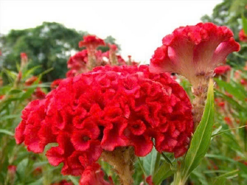 hoa mào gà ảnh 3
