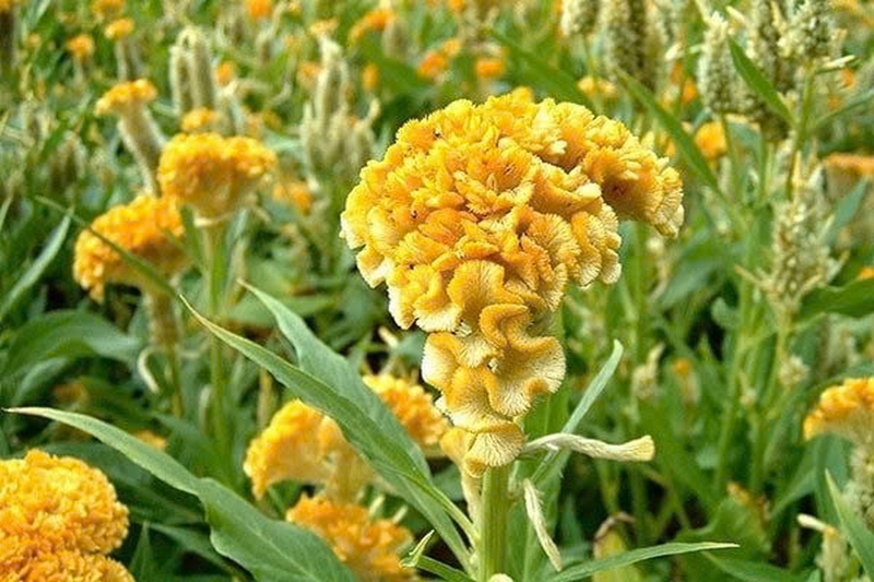 hoa mào gà ảnh 5