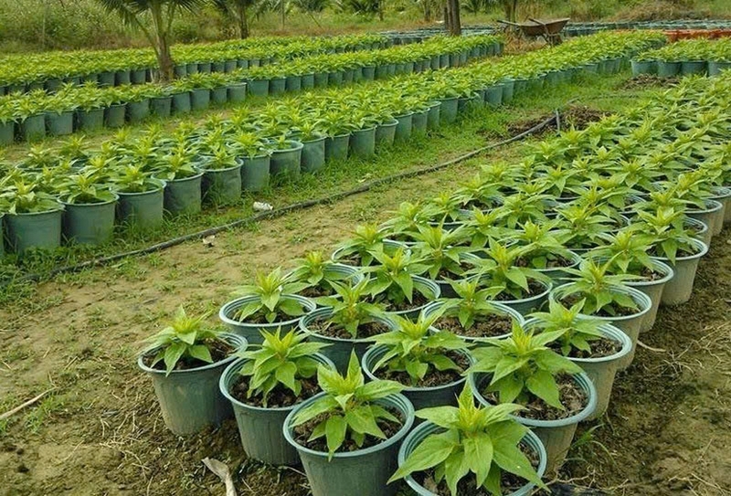 hoa mào gà ảnh 6