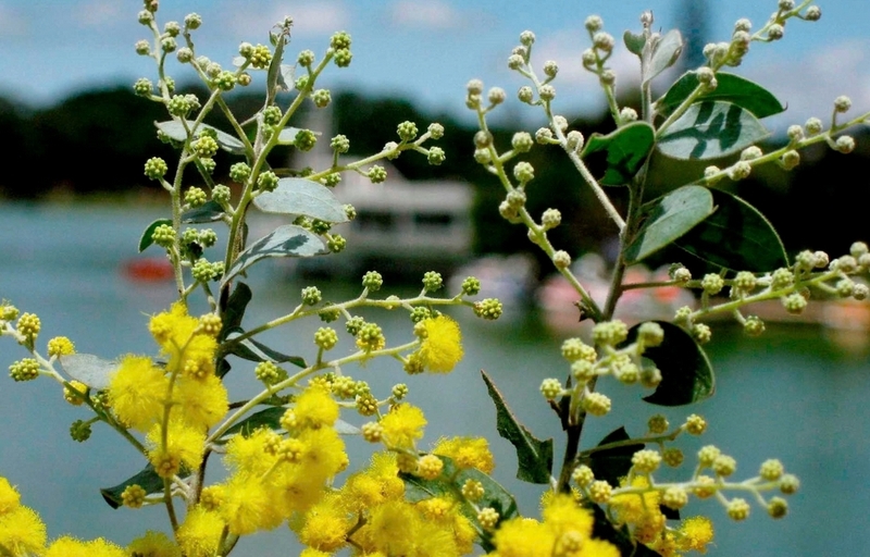 hoa mimosa ảnh 1