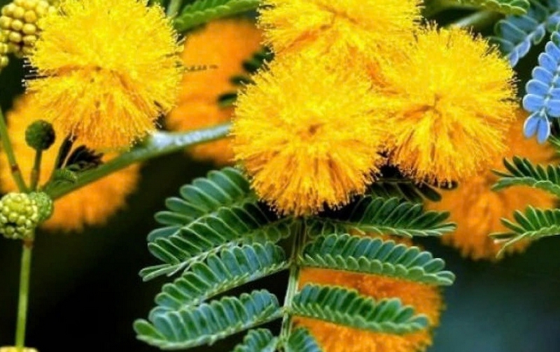 hoa mimosa ảnh 2