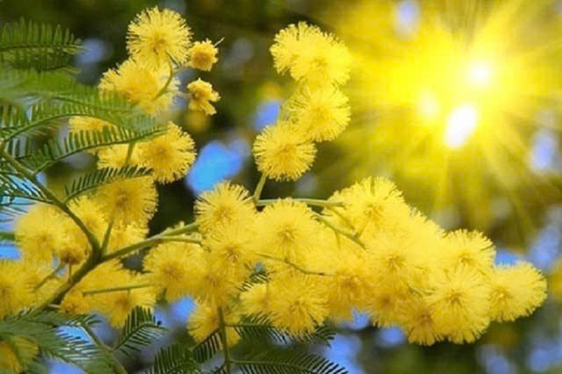 hoa mimosa ảnh 3