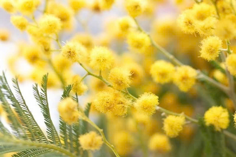 hoa mimosa ảnh 4