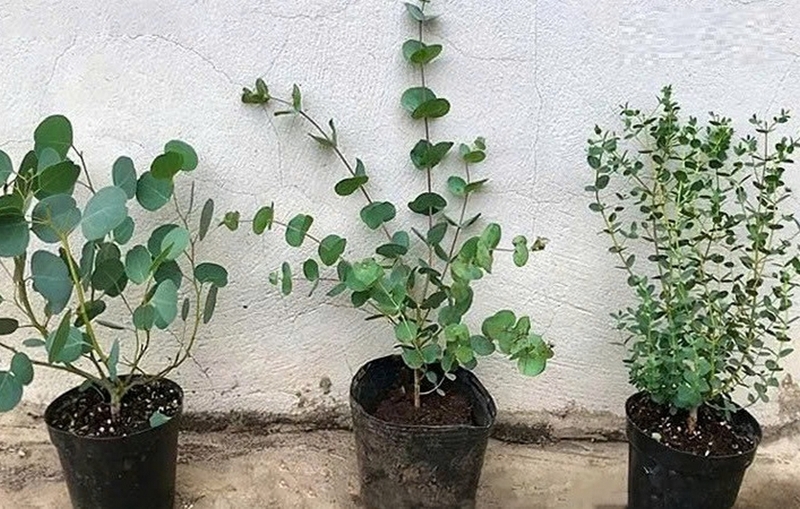 hoa mimosa ảnh 5