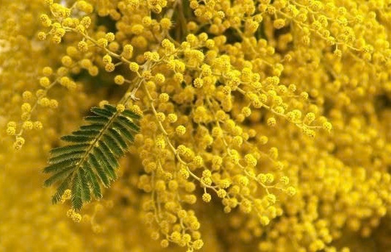 hoa mimosa ảnh 6
