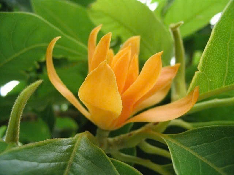 Hoa ngọc lan ảnh 3