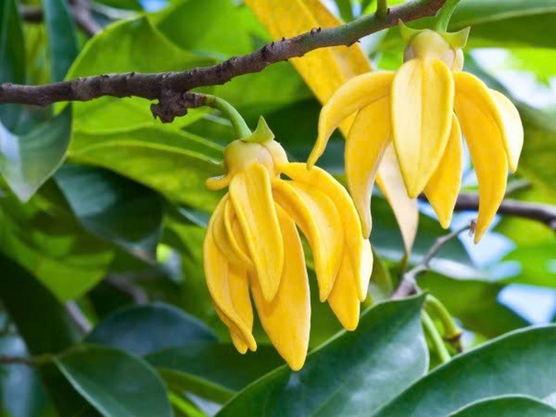 Hoa ngọc lan ảnh 4