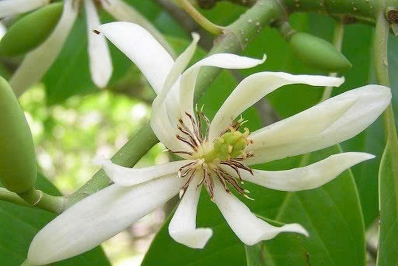 Hoa ngọc lan ảnh 5