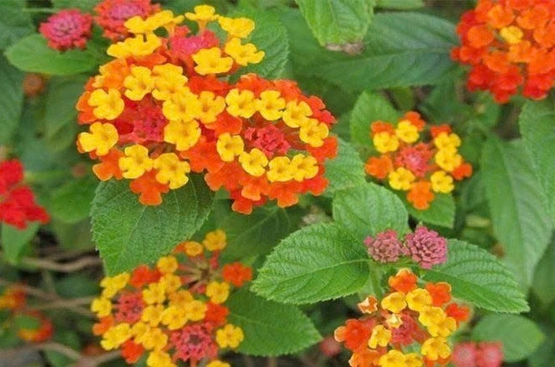 hoa ngũ sắc ảnh 2