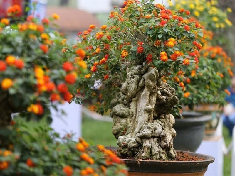 hoa ngũ sắc ảnh 3