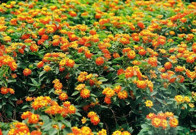 hoa ngũ sắc ảnh 5