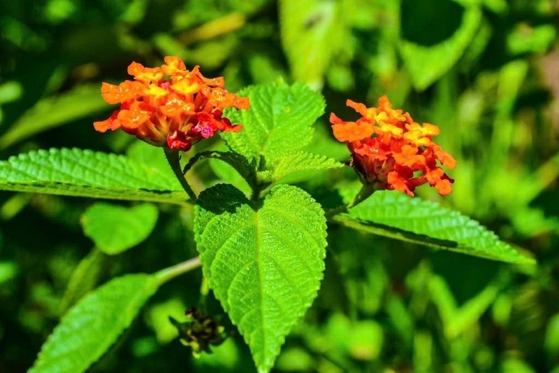 hoa ngũ sắc ảnh 6