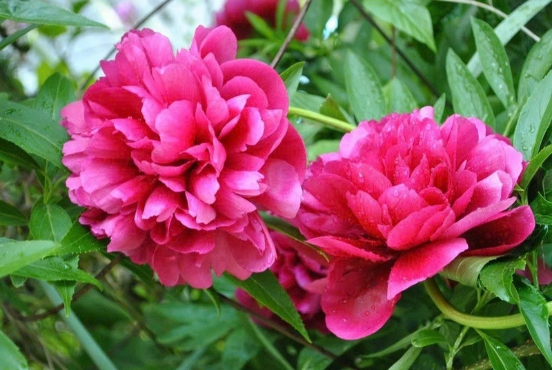 hoa phù dung ảnh 1