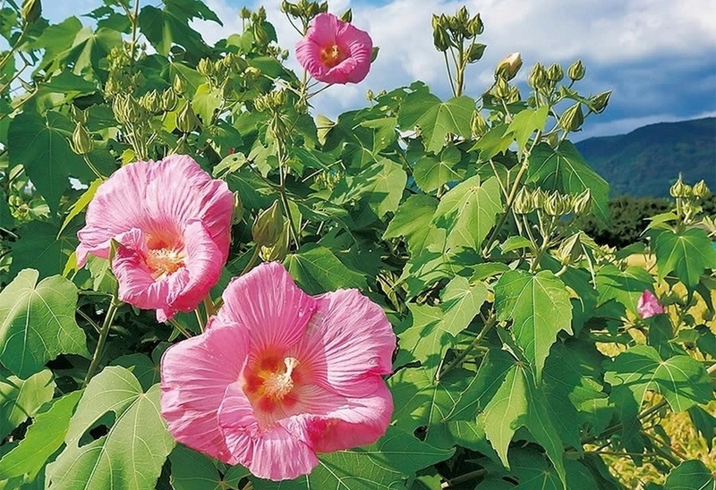 hoa phù dung ảnh 2