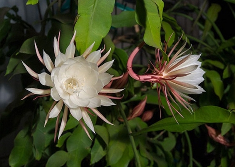 hoa quỳnh ảnh 6