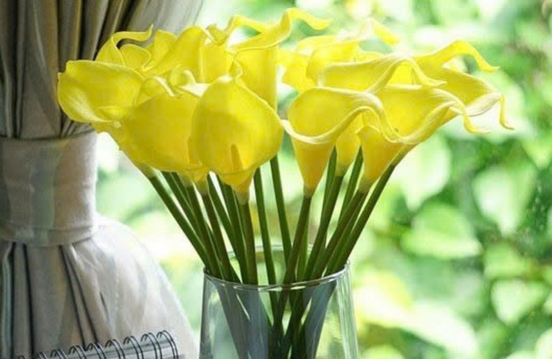 hoa rum ảnh 4