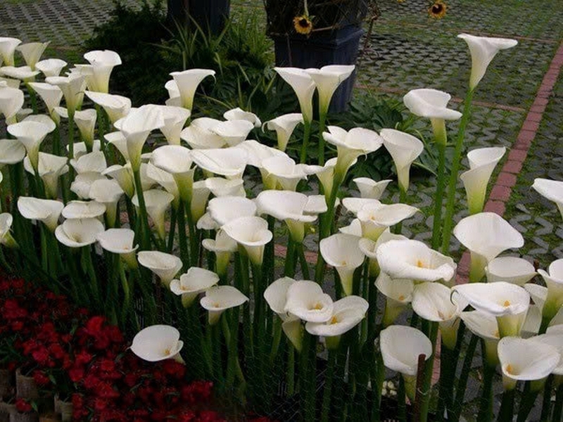 hoa rum ảnh 5