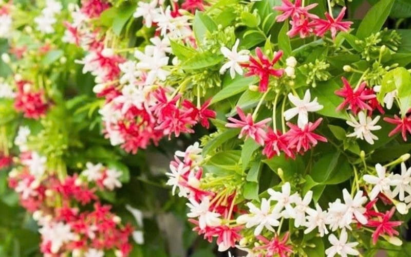 Hoa sử quân tử ảnh 1