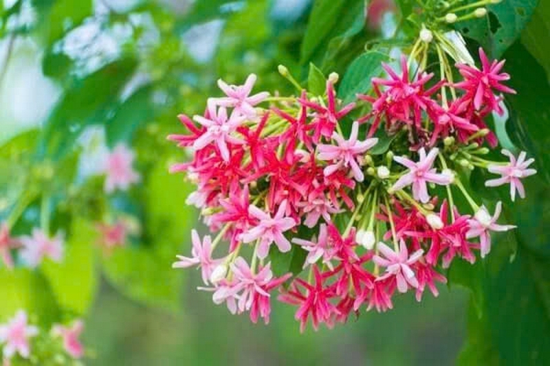 Hoa sử quân tử ảnh 2