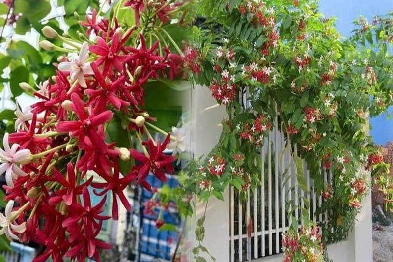 Hoa sử quân tử ảnh 6