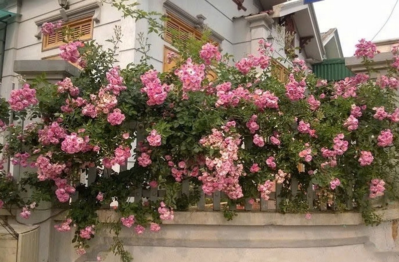 hoa tầm xuân ảnh 2