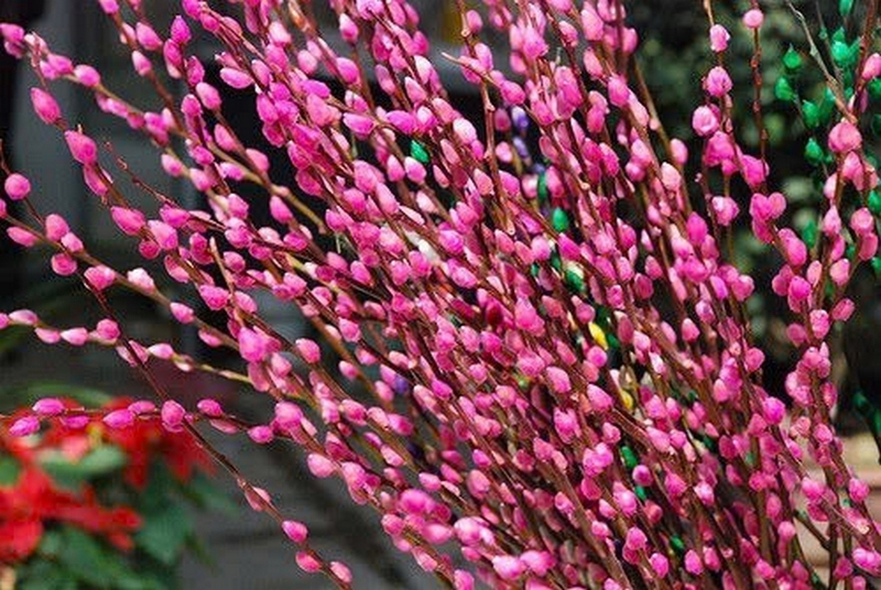 hoa tầm xuân ảnh 5