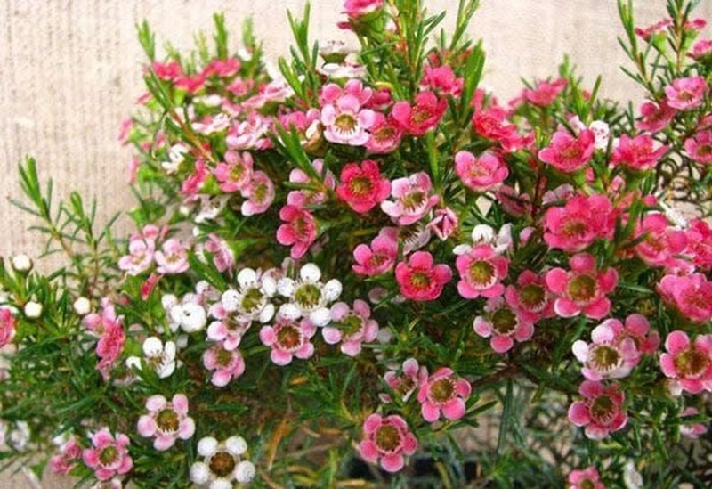 Hoa thanh liễu hình ảnh 1