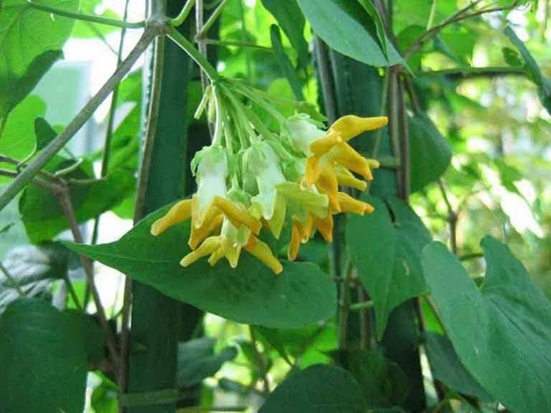 hoa thiên lý ảnh 2