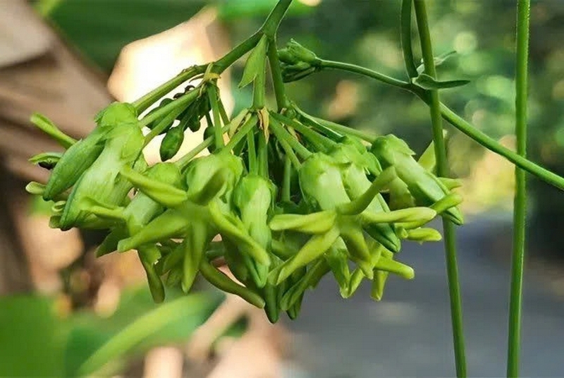 hoa thiên lý ảnh 8