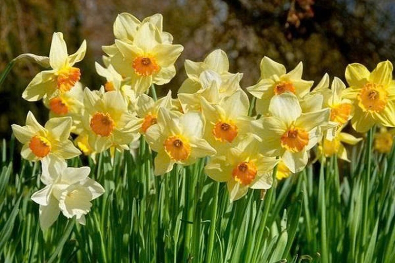 Hoa thủy tiên ảnh 1