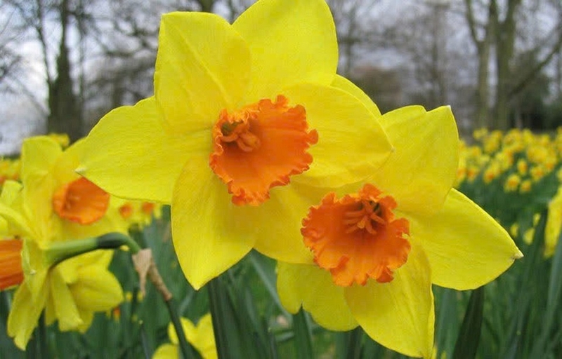 Hoa thủy tiên ảnh 4