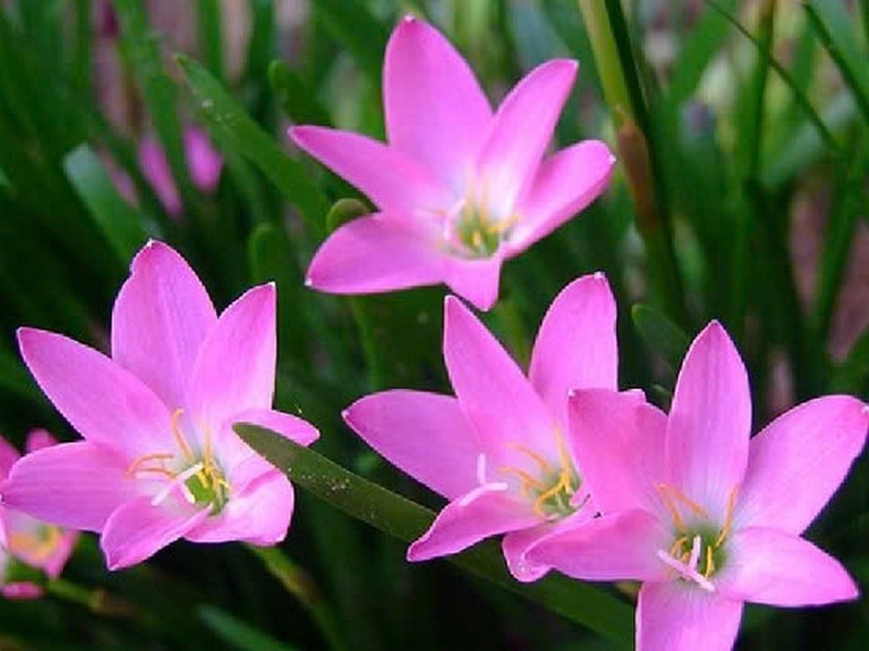 Hoa thủy tiên ảnh 5