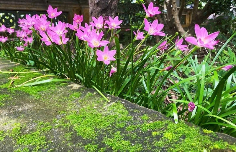hoa tóc tiên ảnh 2