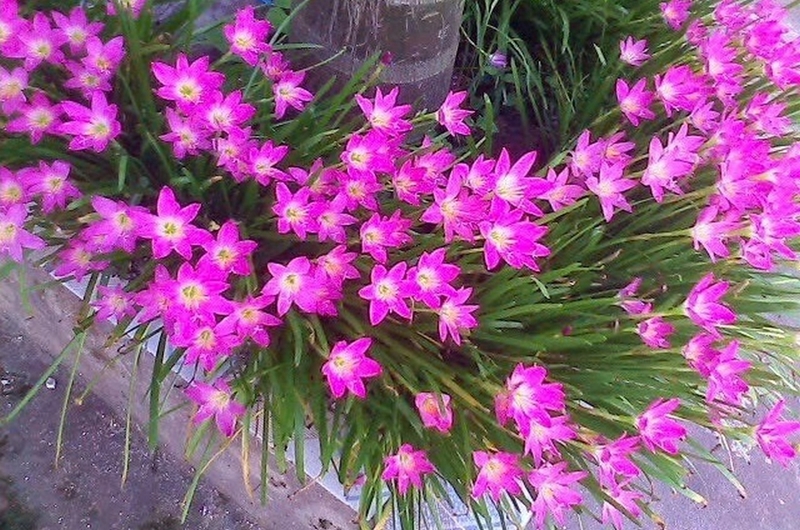 hoa tóc tiên ảnh 6