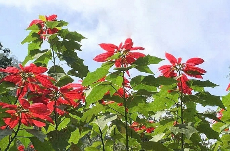 hoa trạng nguyên ảnh 6