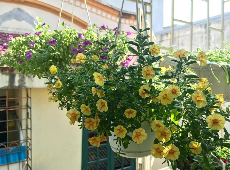 hoa triệu chuông 4