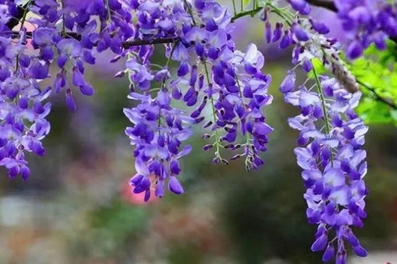 hoa tử đằng ảnh 1