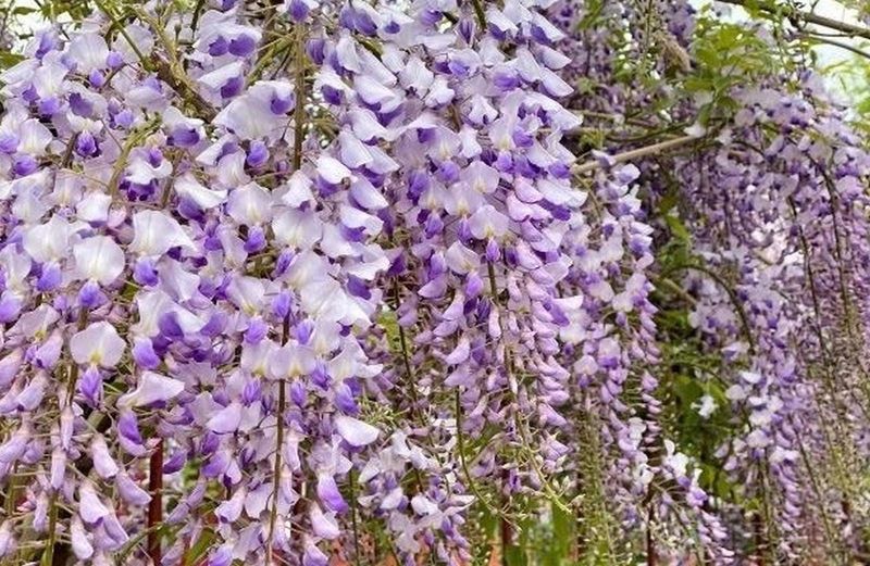 hoa tử đằng ảnh 5