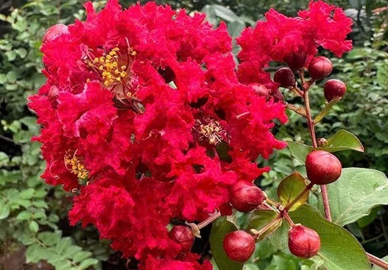 Hoa tường vi ảnh 2