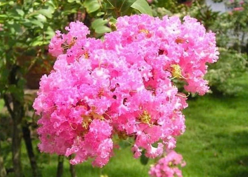 Hoa tường vi ảnh 4